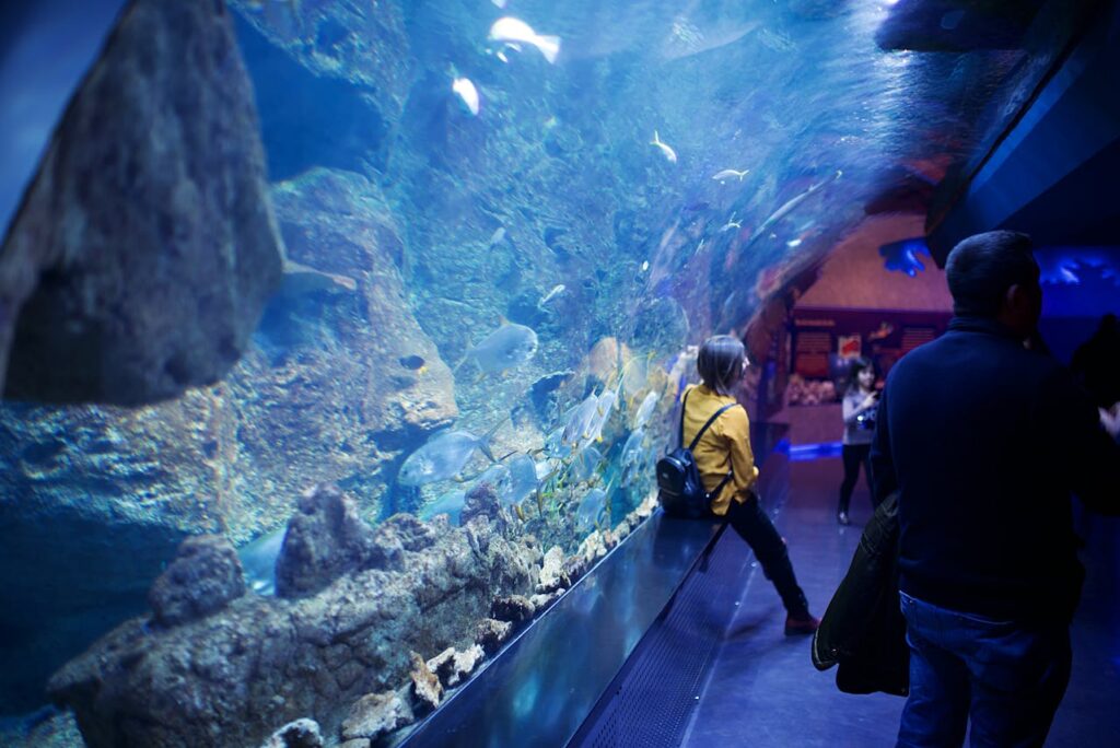 Oceanarium Sea Fairy Tale